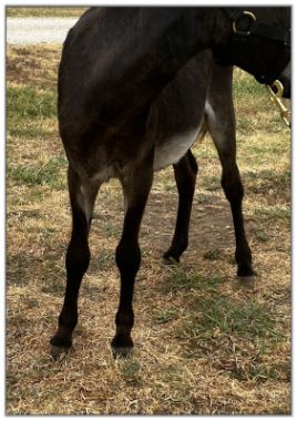Lot 27 - Shortview's Giaccaloni, black miniature donkey jack offered for your consideration on August 6th, 2022, at the North American Select Miniature Donkey Sale.